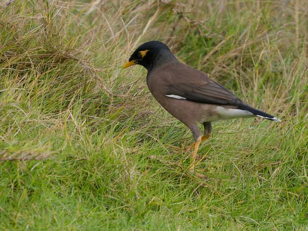 <h3>Acridotheres tristis / Common myna / Treurmaina</h3>OM-1 Mark II with OLYMPUS M.150-400mm F4.5 TC, 1/2000 sec at F5.6, ISO 1250, distance 18.4 m